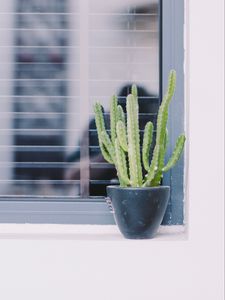 Preview wallpaper cactus, window, plant, green, decorative