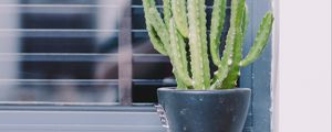 Preview wallpaper cactus, window, plant, green, decorative