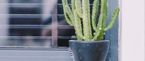 Preview wallpaper cactus, window, plant, green, decorative