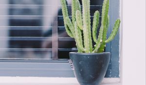 Preview wallpaper cactus, window, plant, green, decorative