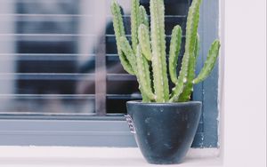 Preview wallpaper cactus, window, plant, green, decorative