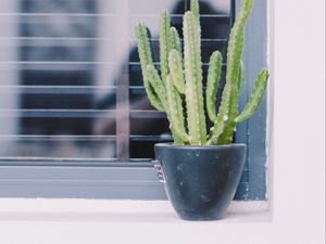 Preview wallpaper cactus, window, plant, green, decorative