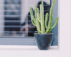 Preview wallpaper cactus, window, plant, green, decorative