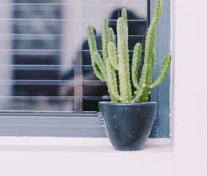 Preview wallpaper cactus, window, plant, green, decorative