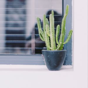 Preview wallpaper cactus, window, plant, green, decorative