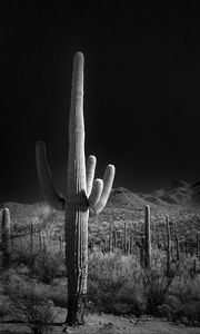 Preview wallpaper cactuses, bushes, hills, black and white