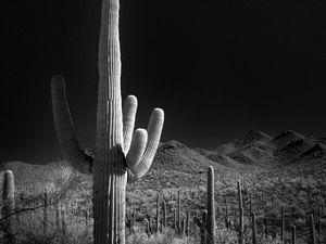 Preview wallpaper cactuses, bushes, hills, black and white