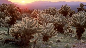 Preview wallpaper cactuses, decline, desert