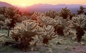 Preview wallpaper cactuses, decline, desert