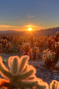 Preview wallpaper cactuses, desert, sunrise, nature