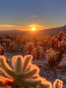 Preview wallpaper cactuses, desert, sunrise, nature