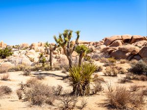 Preview wallpaper cactuses, needles, bushes, dry, desert
