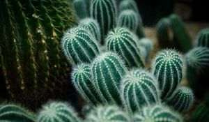 Preview wallpaper cactuses, needles, green, macro