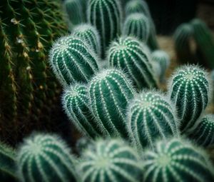 Preview wallpaper cactuses, needles, green, macro