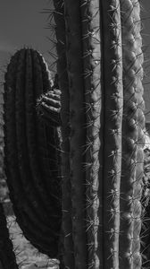 Preview wallpaper cactuses, needles, macro, black and white