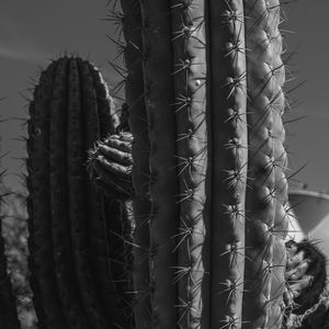 Preview wallpaper cactuses, needles, macro, black and white