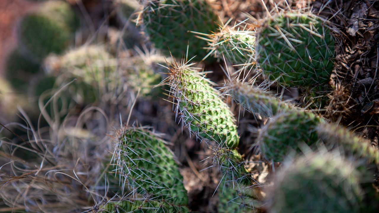 Wallpaper cactuses, needles, macro, green