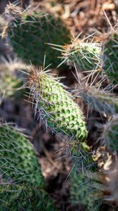 Preview wallpaper cactuses, needles, macro, green