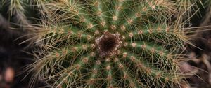 Preview wallpaper cactuses, needles, macro, plant