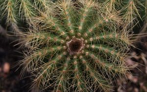 Preview wallpaper cactuses, needles, macro, plant