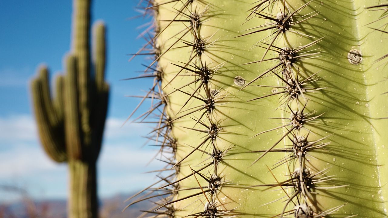 Wallpaper cactuses, needles, macro, shadow, drops