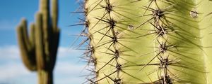 Preview wallpaper cactuses, needles, macro, shadow, drops