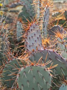 Preview wallpaper cactuses, needles, plants, macro
