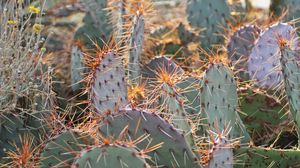Preview wallpaper cactuses, needles, plants, macro