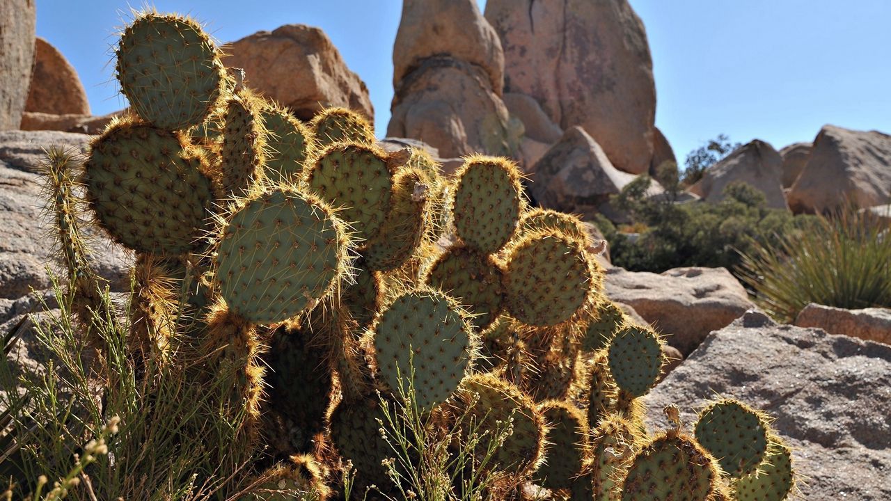 Wallpaper cactuses, prickles, stones, vegetation, paws