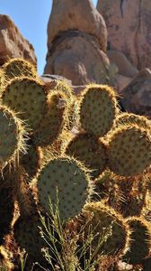 Preview wallpaper cactuses, prickles, stones, vegetation, paws