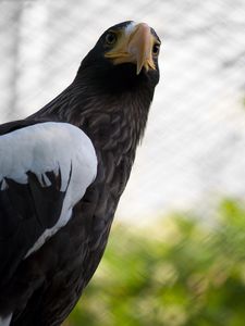 Preview wallpaper cage, wings, branch, eagle, beak