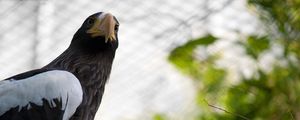 Preview wallpaper cage, wings, branch, eagle, beak