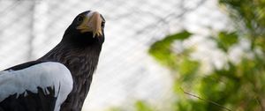 Preview wallpaper cage, wings, branch, eagle, beak