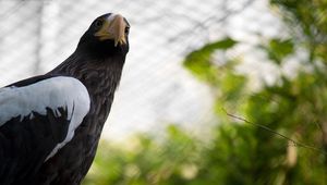 Preview wallpaper cage, wings, branch, eagle, beak