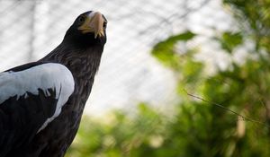 Preview wallpaper cage, wings, branch, eagle, beak