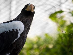 Preview wallpaper cage, wings, branch, eagle, beak