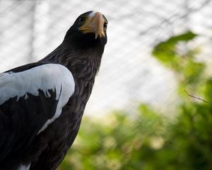 Preview wallpaper cage, wings, branch, eagle, beak