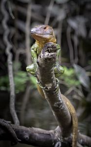 Preview wallpaper caiman lizard, lizard, reptile, branch, wildlife