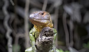 Preview wallpaper caiman lizard, lizard, reptile, branch, wildlife