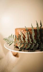 Preview wallpaper cake, fern, leaf, dessert