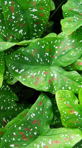 Preview wallpaper caladium, plants, leaves