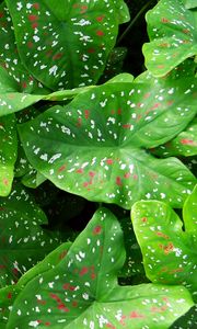 Preview wallpaper caladium, plants, leaves