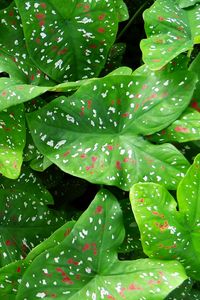 Preview wallpaper caladium, plants, leaves