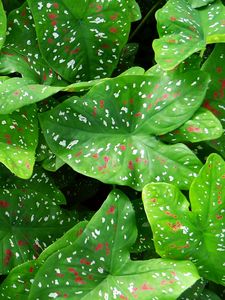 Preview wallpaper caladium, plants, leaves