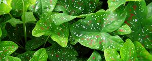 Preview wallpaper caladium, plants, leaves