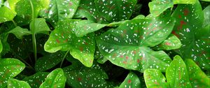 Preview wallpaper caladium, plants, leaves