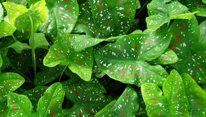 Preview wallpaper caladium, plants, leaves