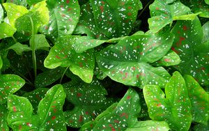 Preview wallpaper caladium, plants, leaves