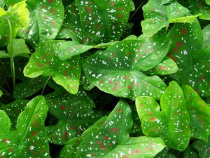 Preview wallpaper caladium, plants, leaves