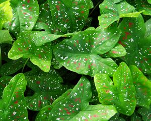 Preview wallpaper caladium, plants, leaves